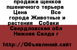 продажа щенков пшеничного терьера › Цена ­ 35 000 - Все города Животные и растения » Собаки   . Свердловская обл.,Нижняя Салда г.